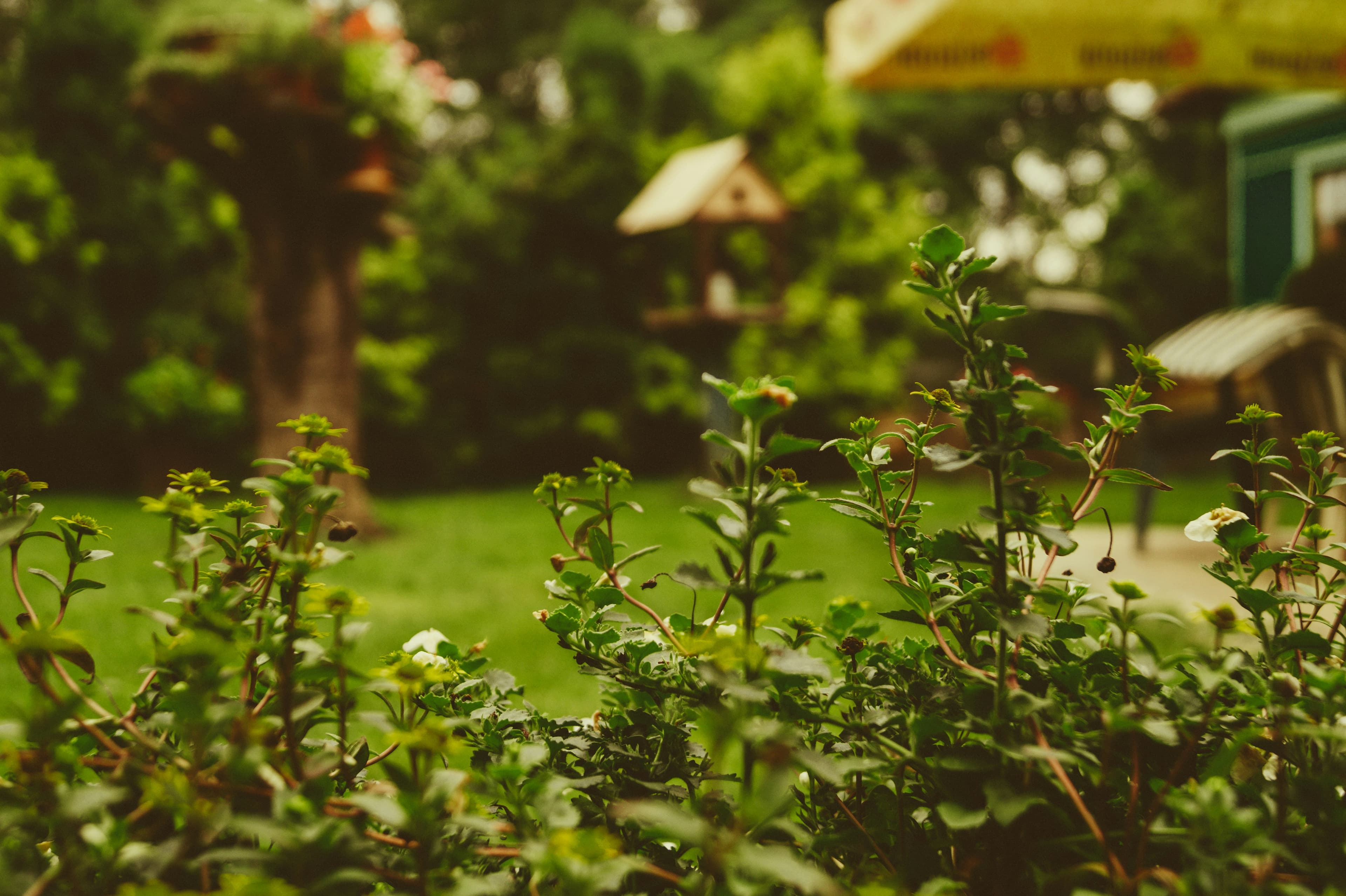 Plants