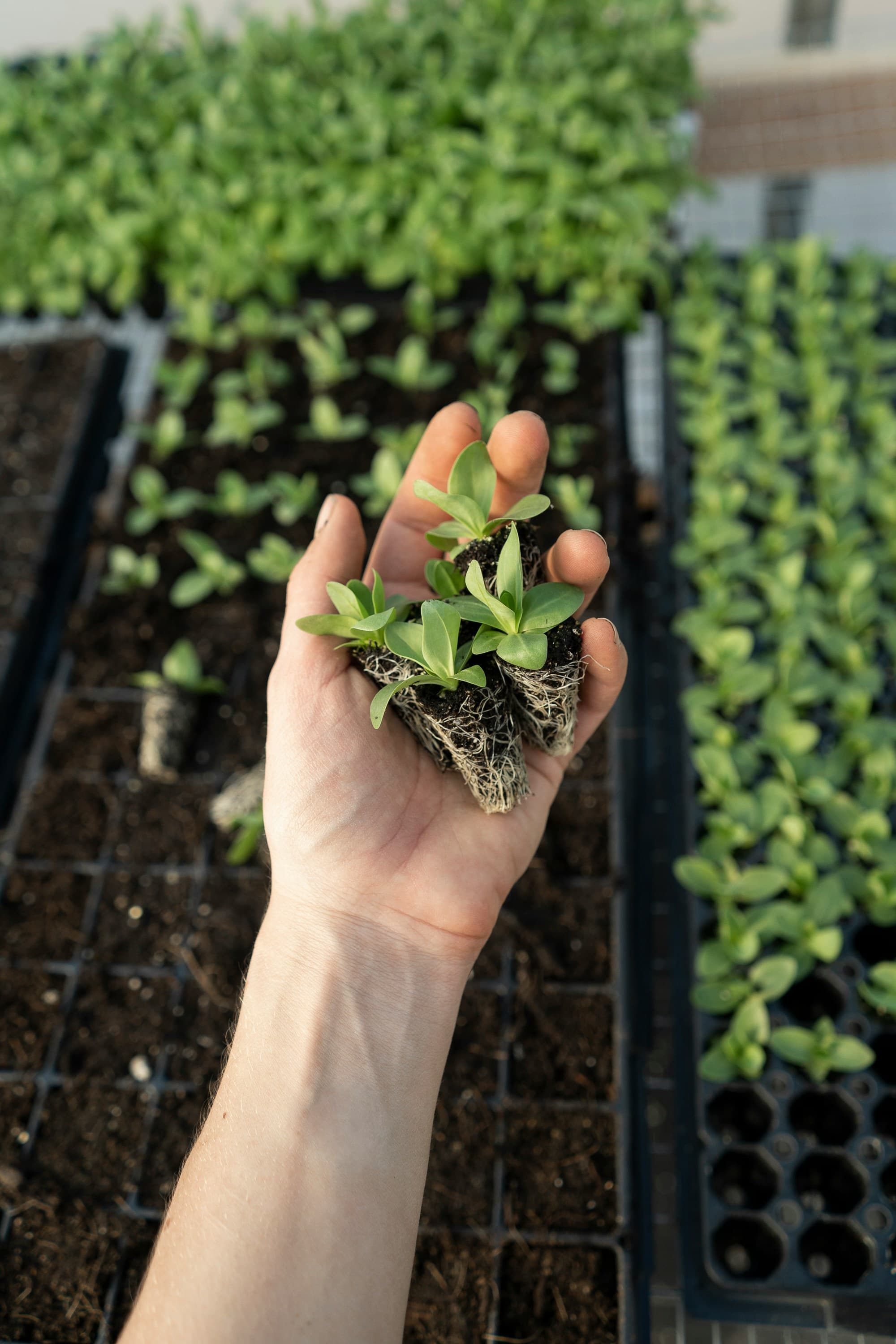 Coir Board