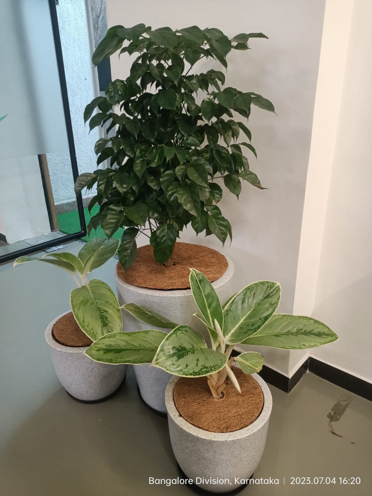 Spider Plant
