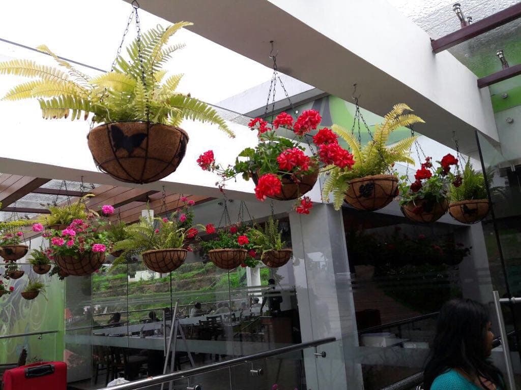 Adansonii Planter